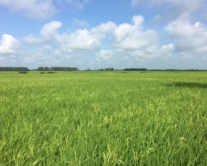 沈陽富硒有機(jī)水稻